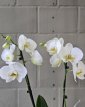 JA08 Phalaenopsis wit