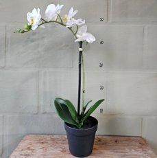 ZP01 Zijden Orchidee