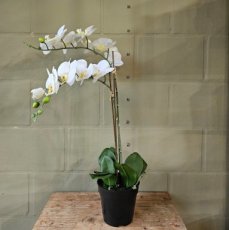 ZP02 Zijden Orchidee