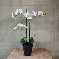 ZP03 Zijden Orchidee