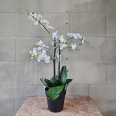 ZP04 Zijden Orchidee