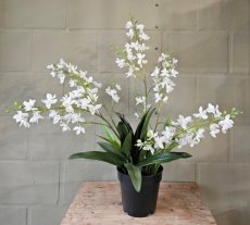 Zijden Orchidee