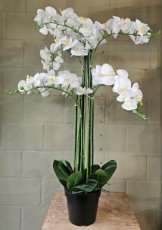 Zijden Orchidee